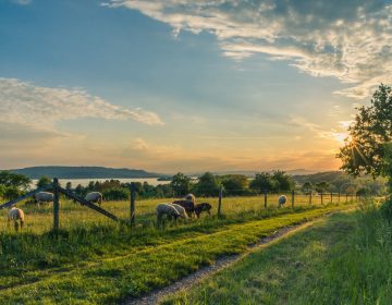 Lake constance sheep pasture sheep blue 158179